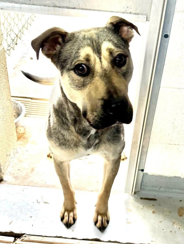 Blaze, Adoptable, Adult Male Shepherd & Shar-Pei.