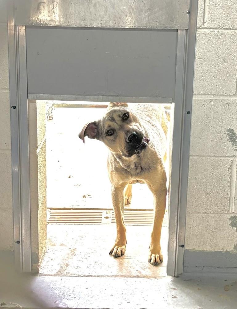 Blaze, a Adoptable mixed breed in Pottstown, PA image 2/6