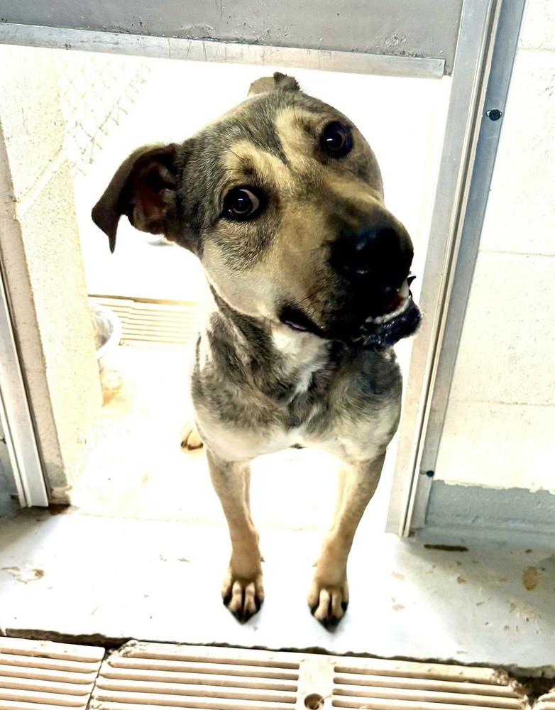 Blaze, a Adoptable mixed breed in Pottstown, PA image 3/6