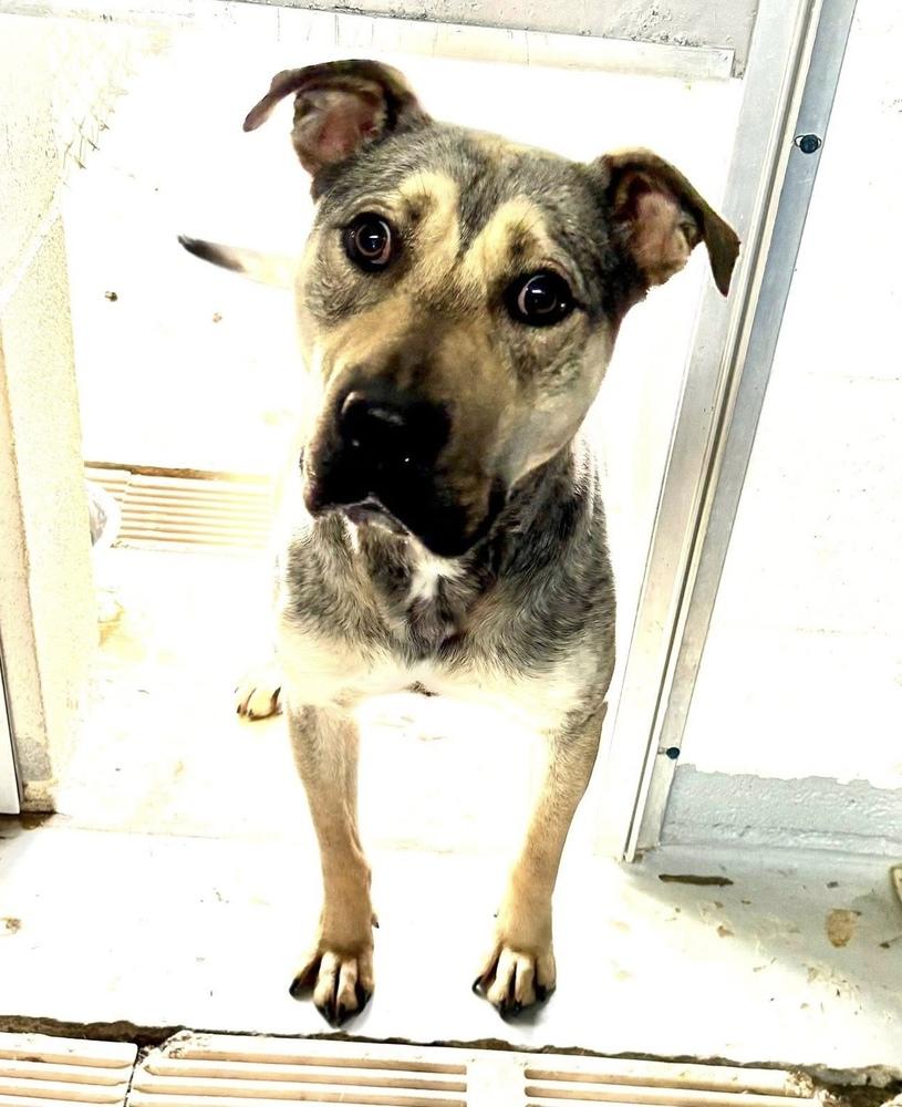 Blaze, a Adoptable mixed breed in Pottstown, PA image 5/6