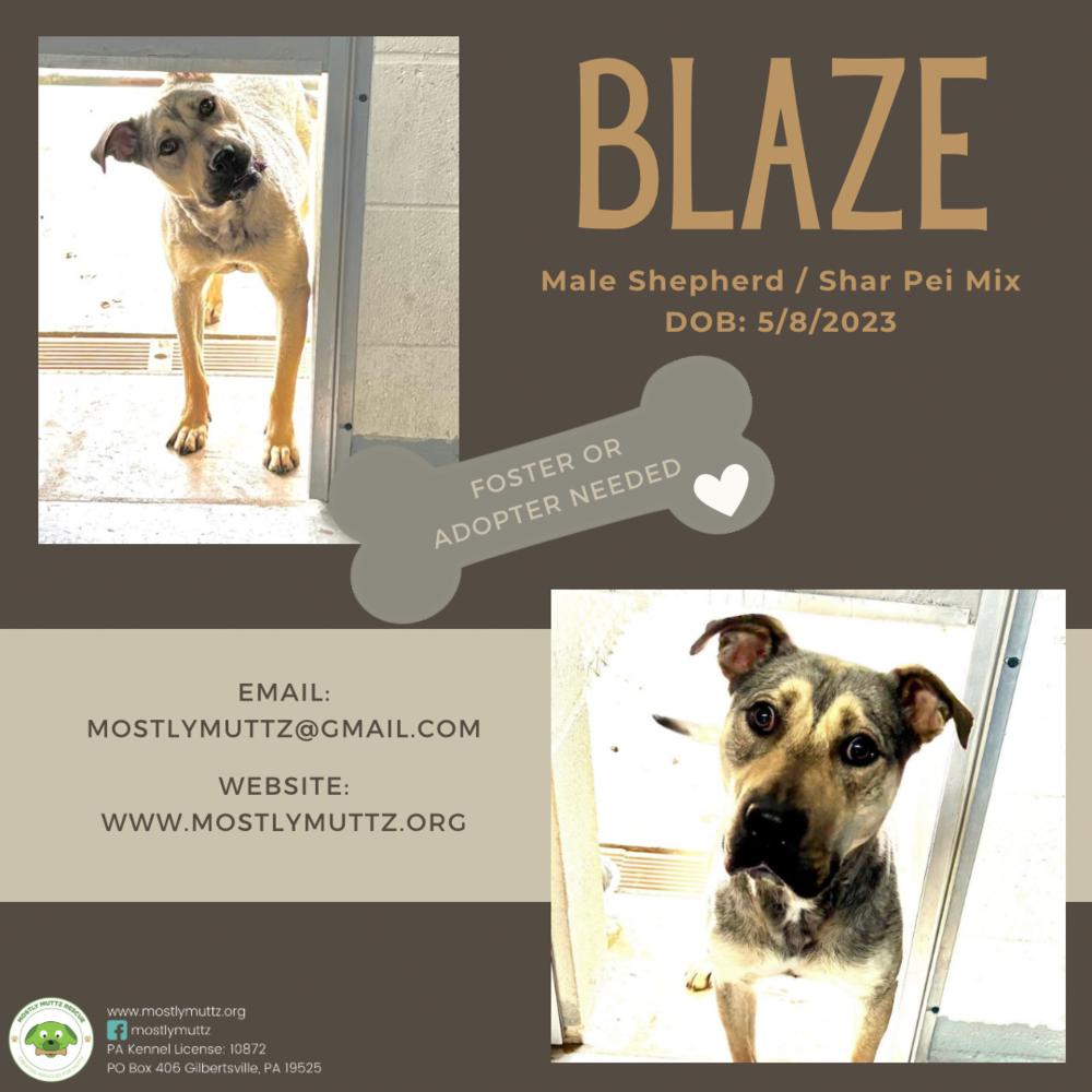 Blaze, a Adoptable mixed breed in Pottstown, PA image 6/6