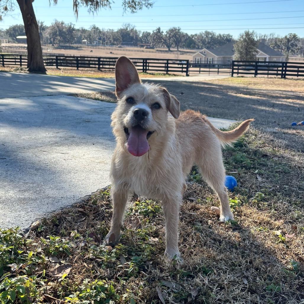 Anora, Adoptable, Young Female Terrier & Mixed Breed.