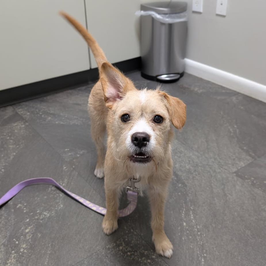 Anora, Adoptable, Puppy Female Terrier & Mixed Breed.
