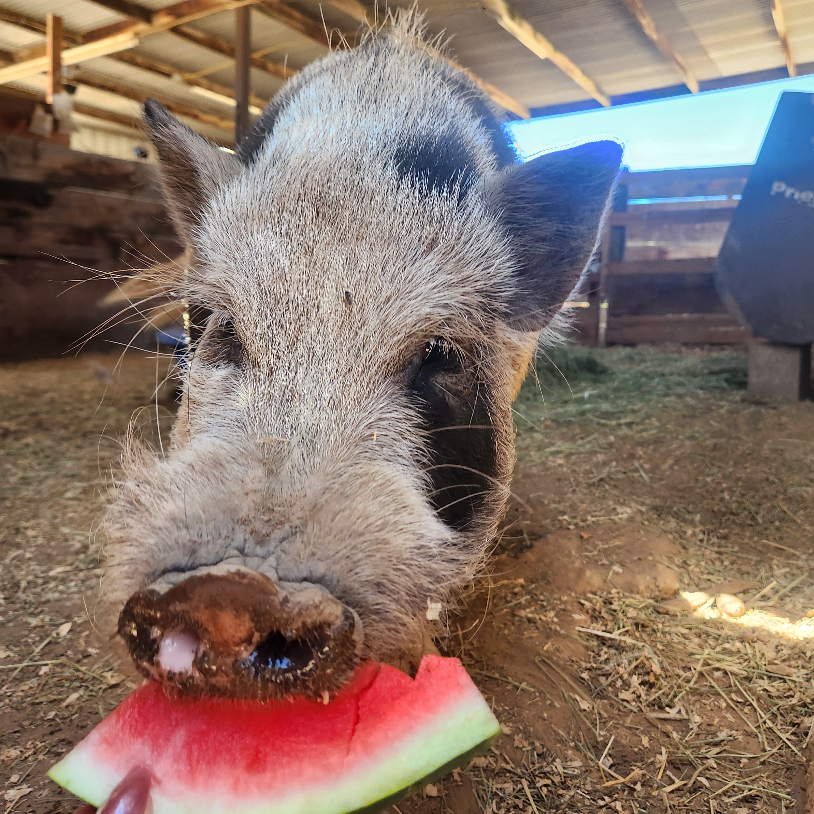 Mr. Tasslehoff, a Adopted Pot Bellied in Riverside, CA image 2/3