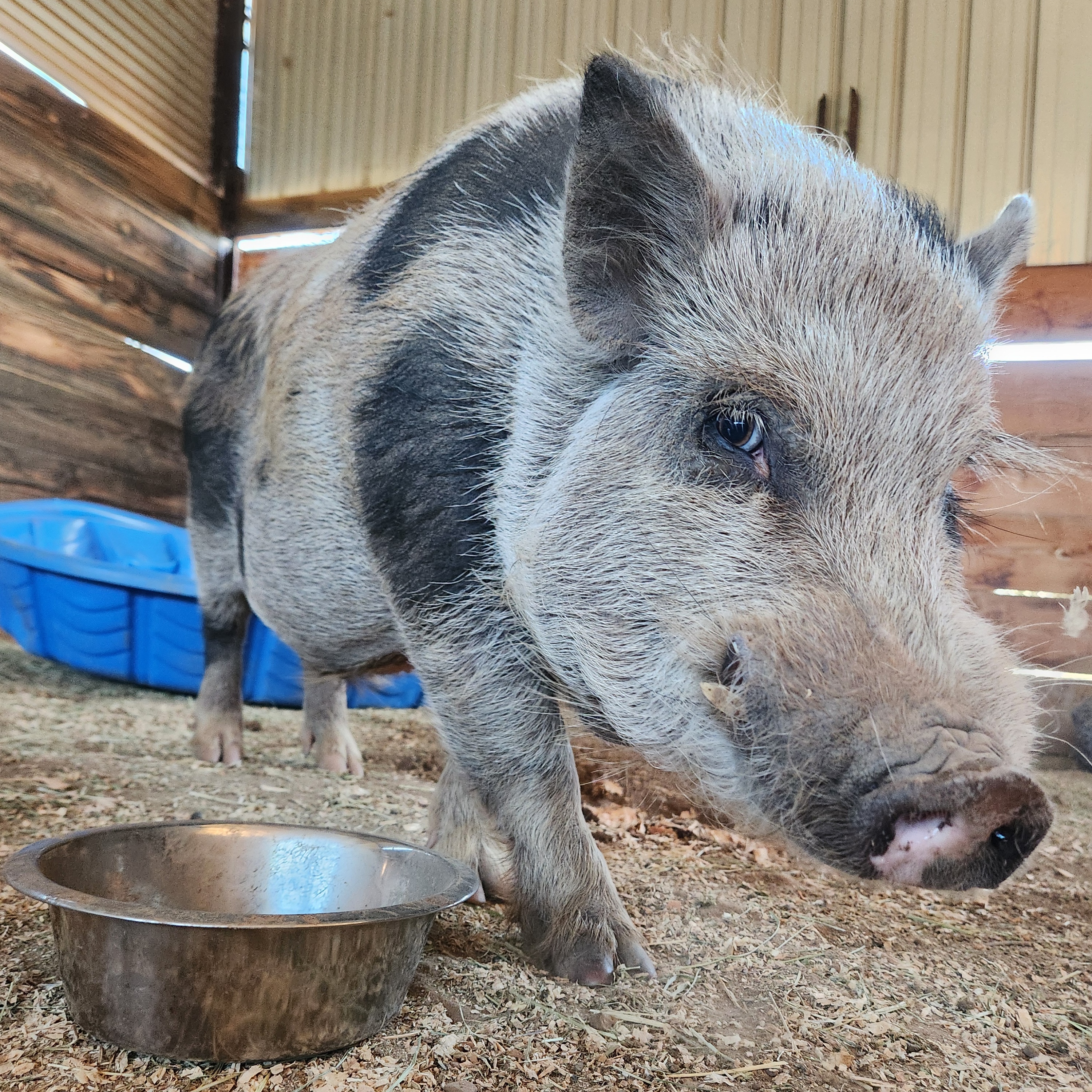 Mr. Tasslehoff, Adopted, Adult Male Pot Bellied.
