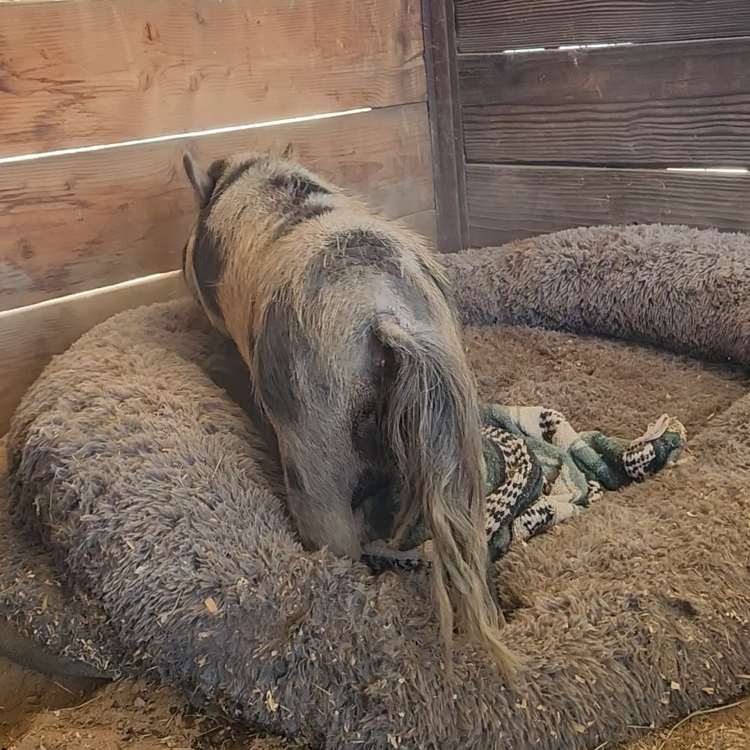 Mr. Tasslehoff, a Adopted Pot Bellied in Riverside, CA image 3/3