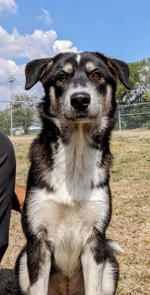 Enlarge Gracie Mae, a Adoptable mixed breed in Seguin, TX image 1/3