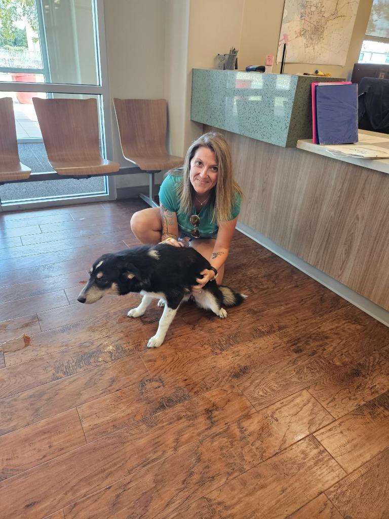 Enlarge Gracie Mae, a Adoptable mixed breed in Seguin, TX image 2/3