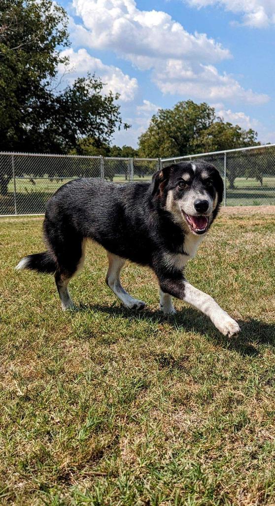 Enlarge Gracie Mae, a Adoptable mixed breed in Seguin, TX image 3/3