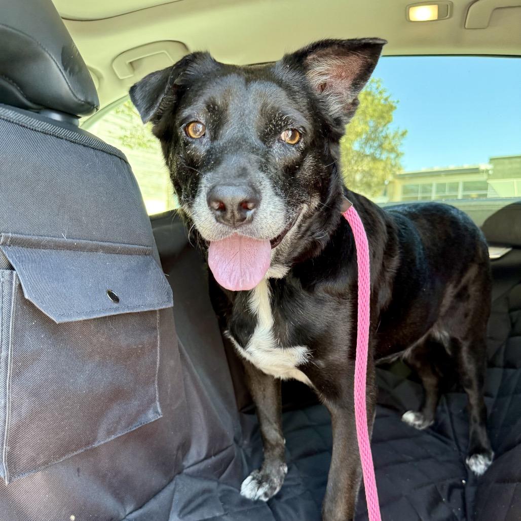 Rootbeer, Adoptable, Adult Female Black Labrador Retriever.