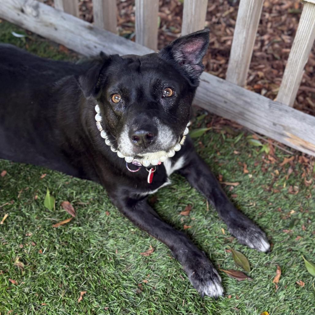 Enlarge Rootbeer, a Adoptable Black Labrador Retriever in Los Angeles, CA image 2/6