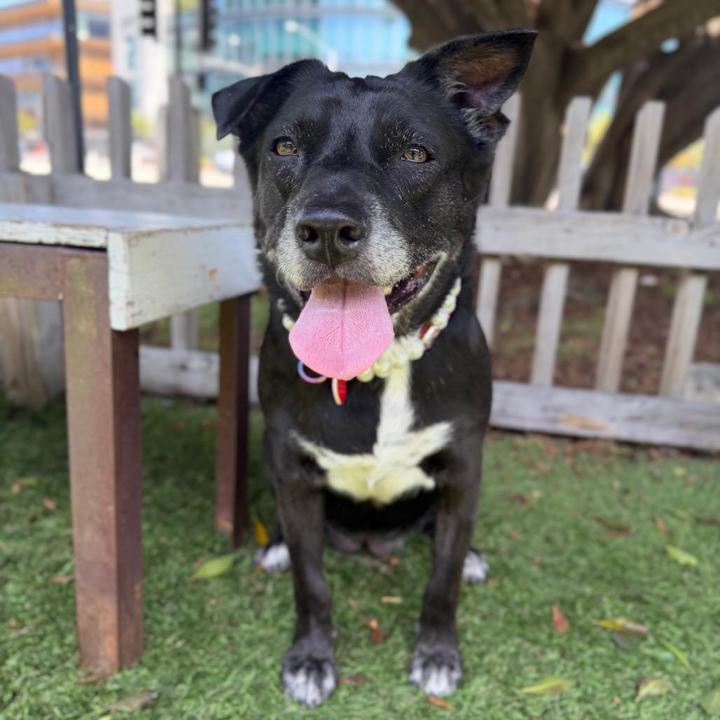 Enlarge Rootbeer, a Adoptable Black Labrador Retriever in Los Angeles, CA image 3/6