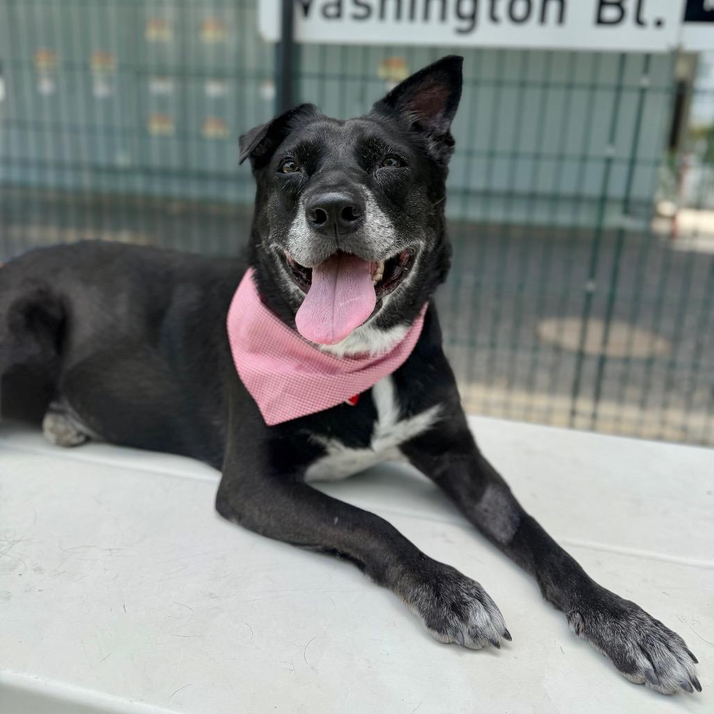 Enlarge Rootbeer, a Adoptable Black Labrador Retriever in Los Angeles, CA image 4/6