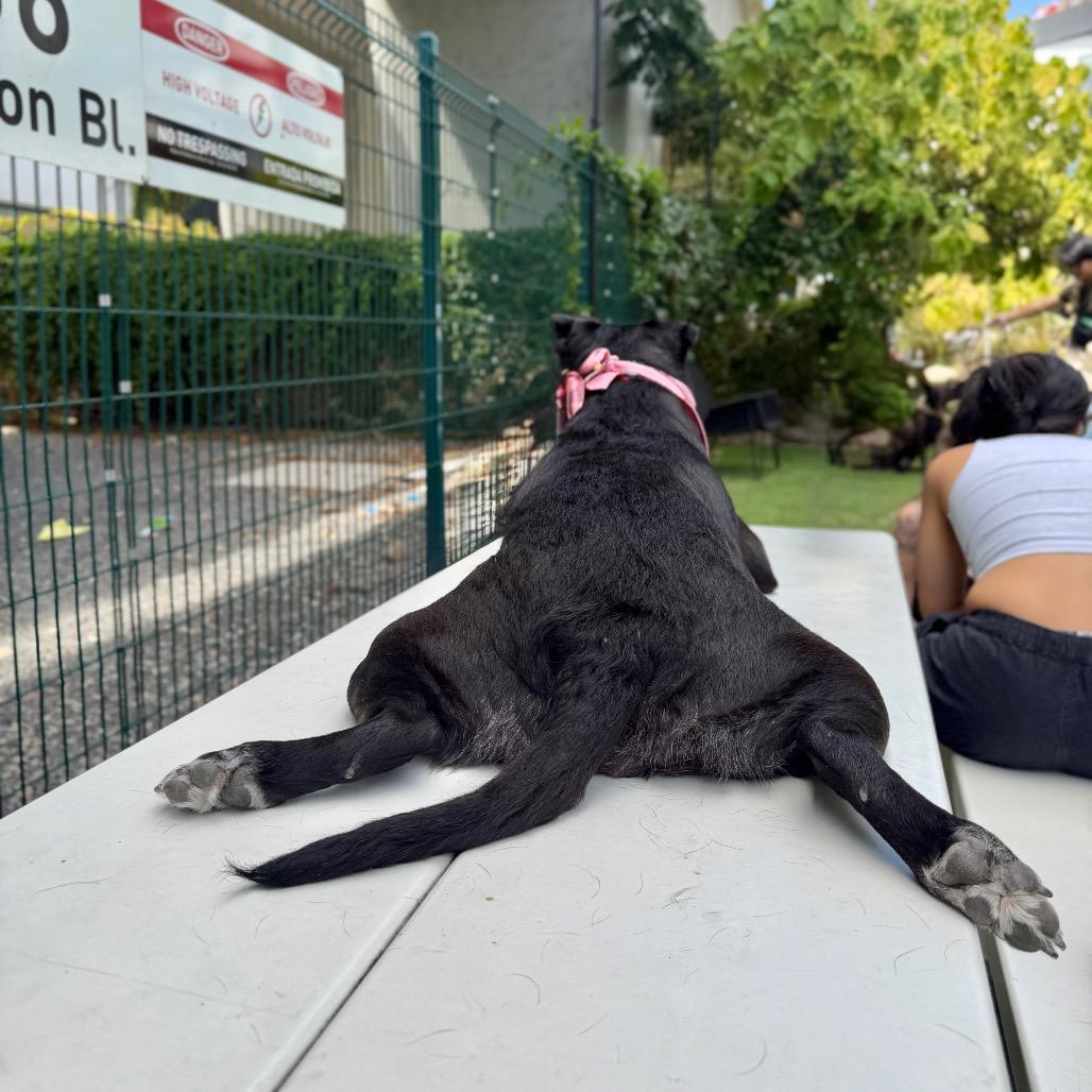 Enlarge Rootbeer, a Adoptable Black Labrador Retriever in Los Angeles, CA image 5/6