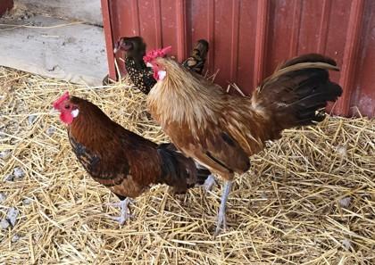 Enlarge Mario, a Adoptable Chicken in West Seneca, NY image 1/2