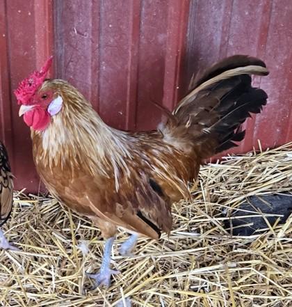 Enlarge Mario, a Adoptable Chicken in West Seneca, NY image 2/2