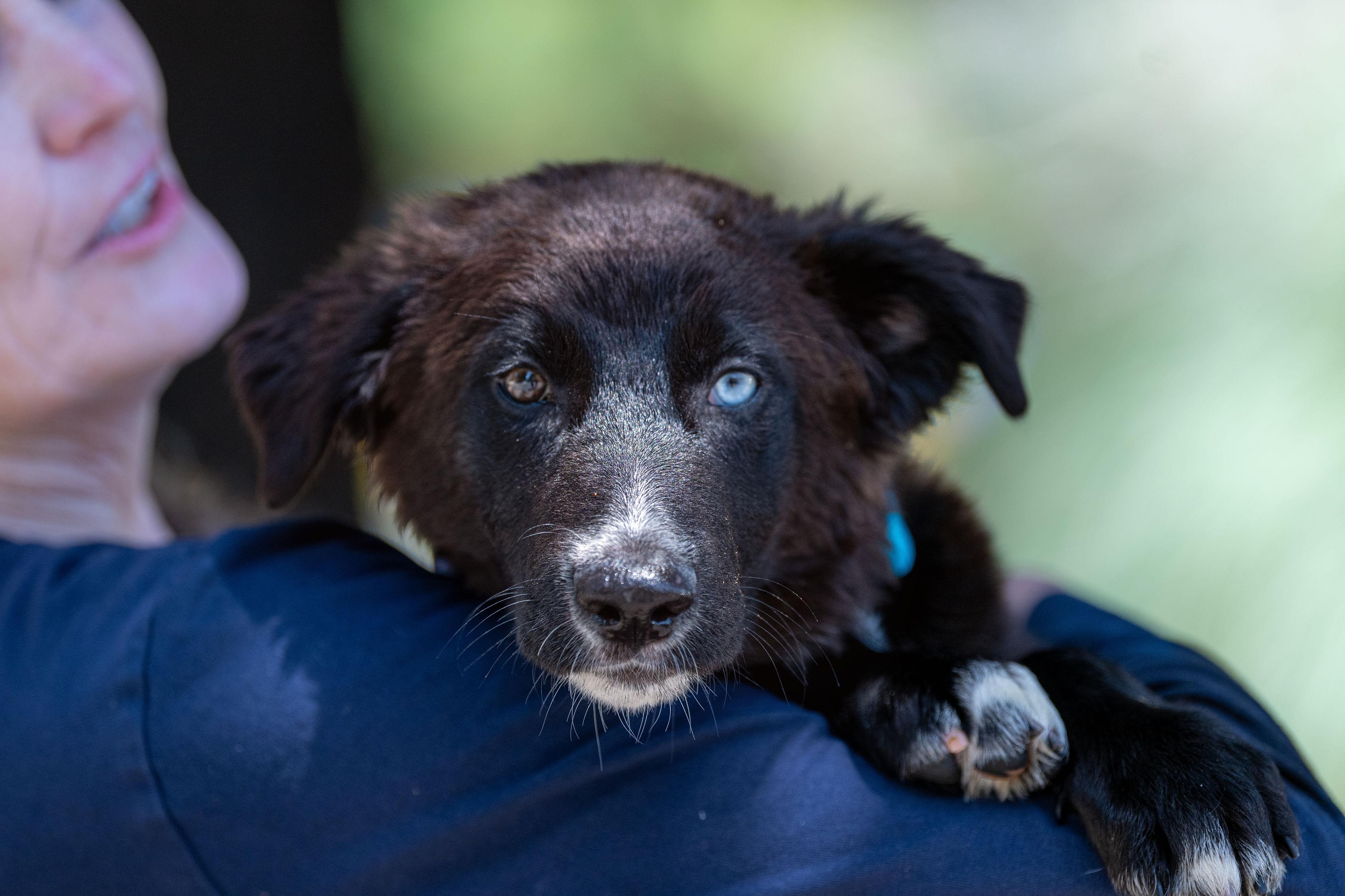Enlarge Chalupa, an adopted mixed breed in Santa Rosa, CA image 3/5