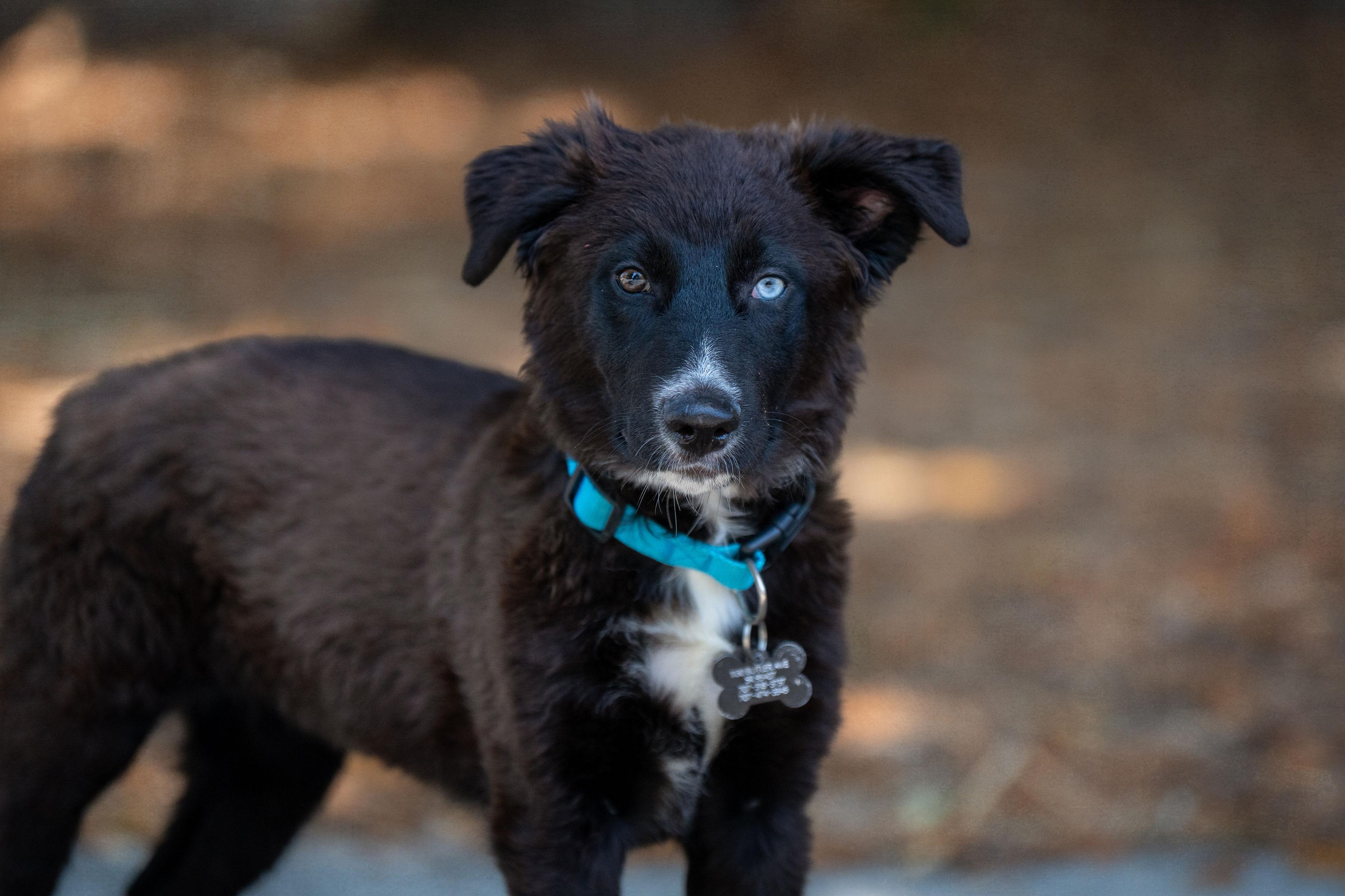 Chalupa, adopted, Puppy Female Border Collie.