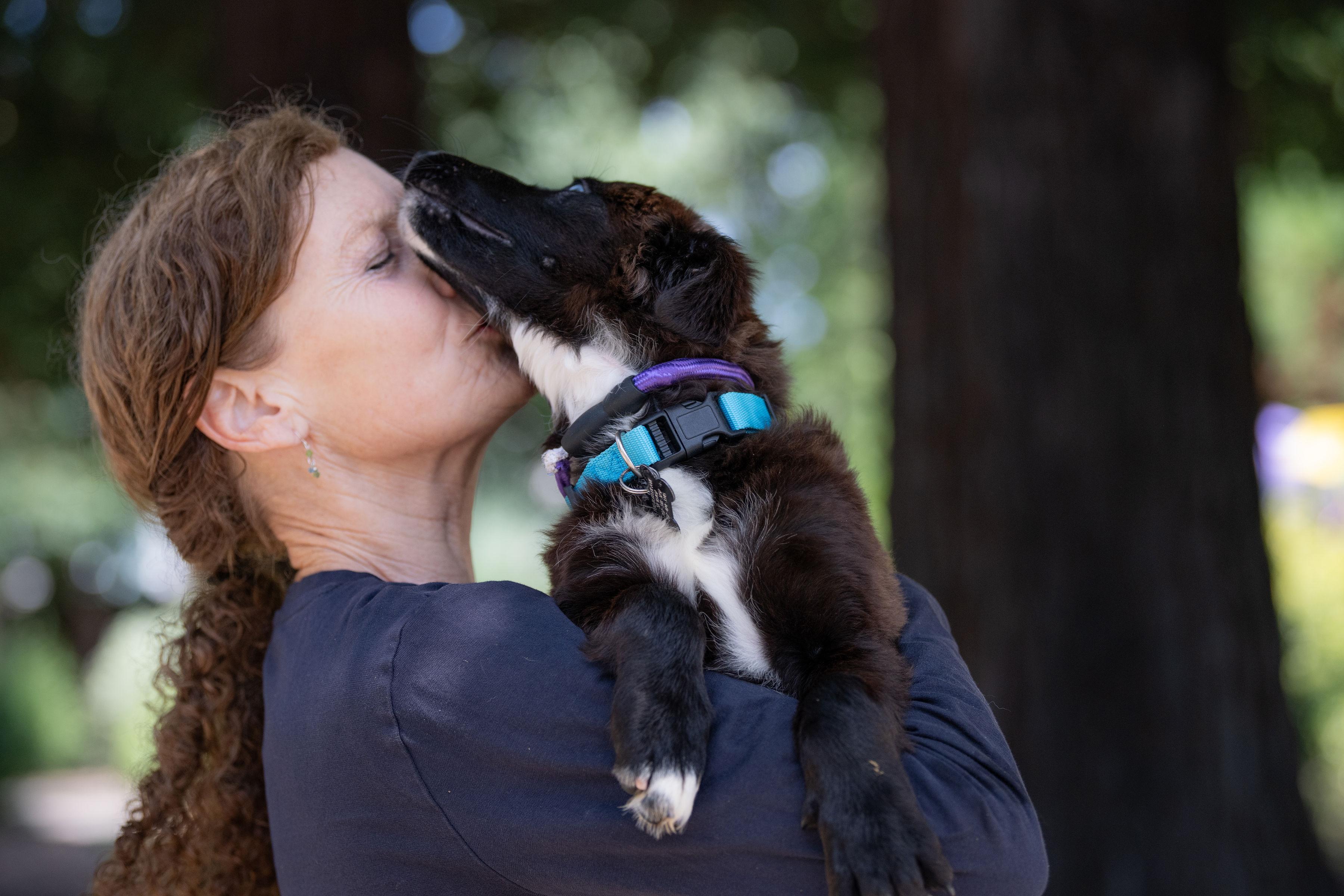 Enlarge Chalupa, an adopted mixed breed in Santa Rosa, CA image 4/5