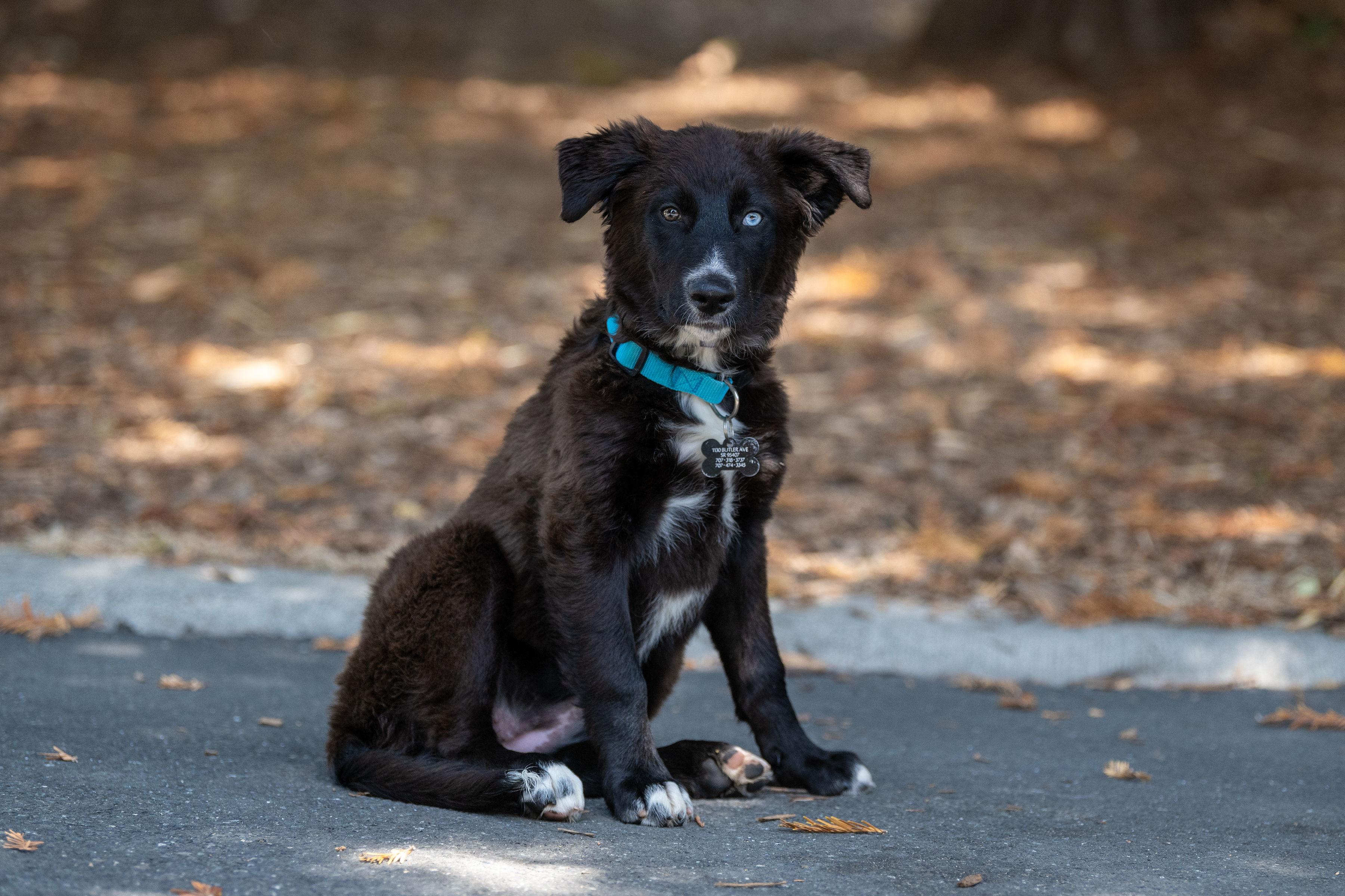 Enlarge Chalupa, an adopted mixed breed in Santa Rosa, CA image 2/5