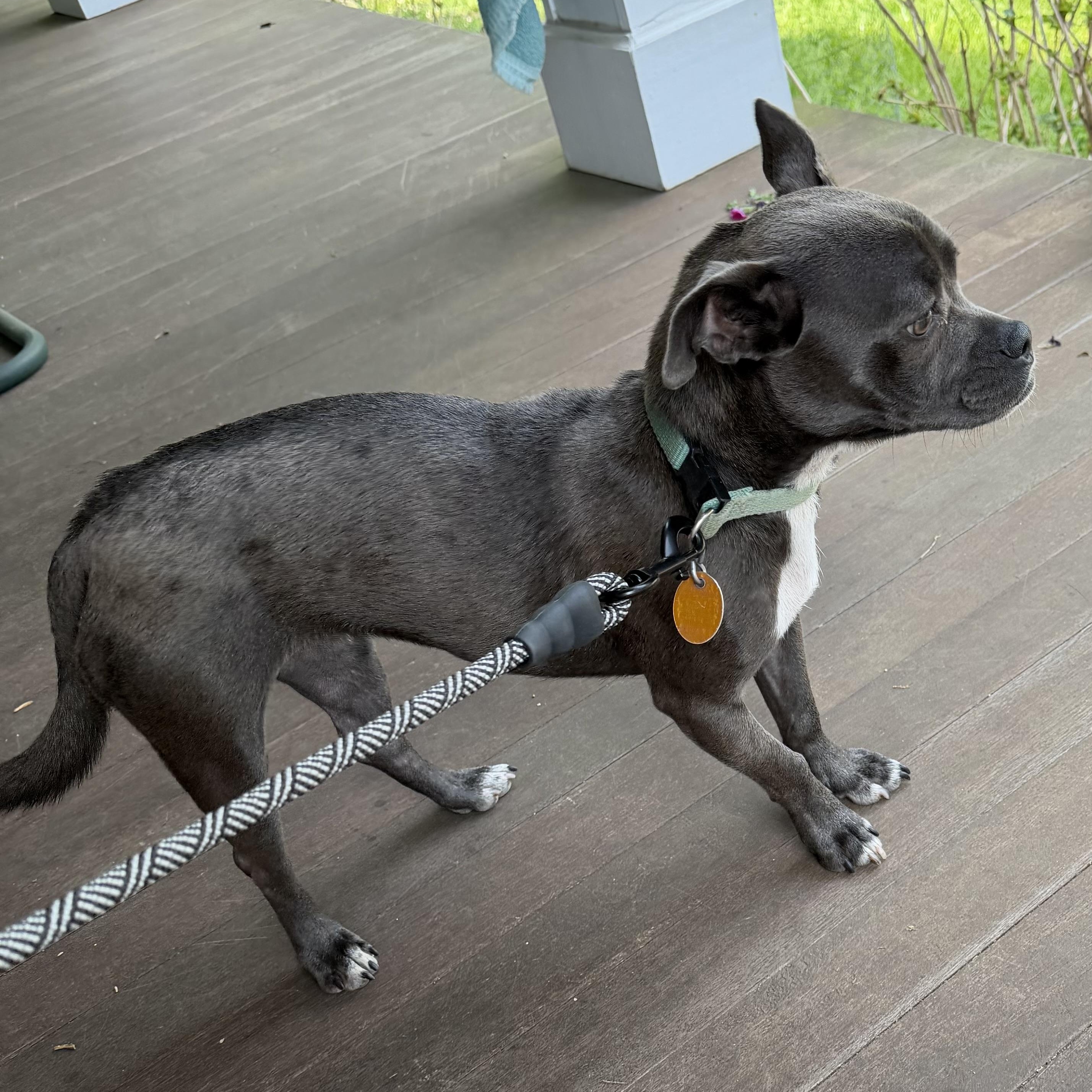 Baby/Bella, an adopted mixed breed in Chatham, NJ image 4/6