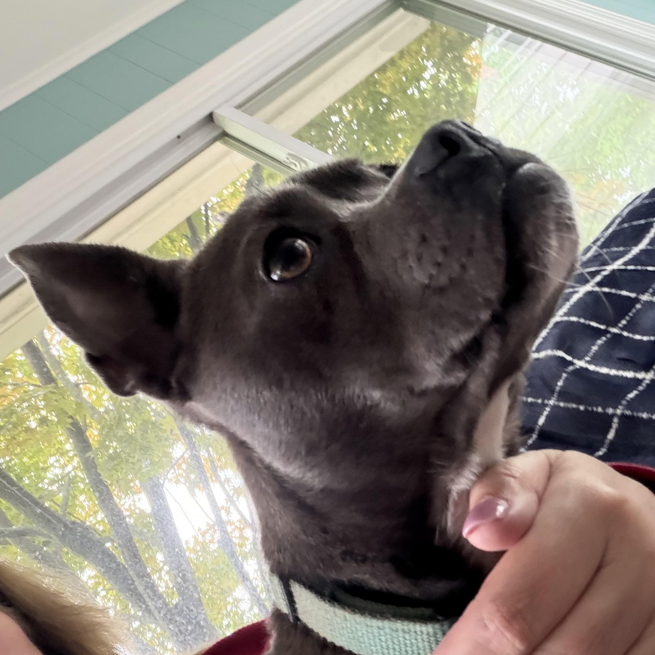 Baby/Bella, an adopted mixed breed in Chatham, NJ image 6/6