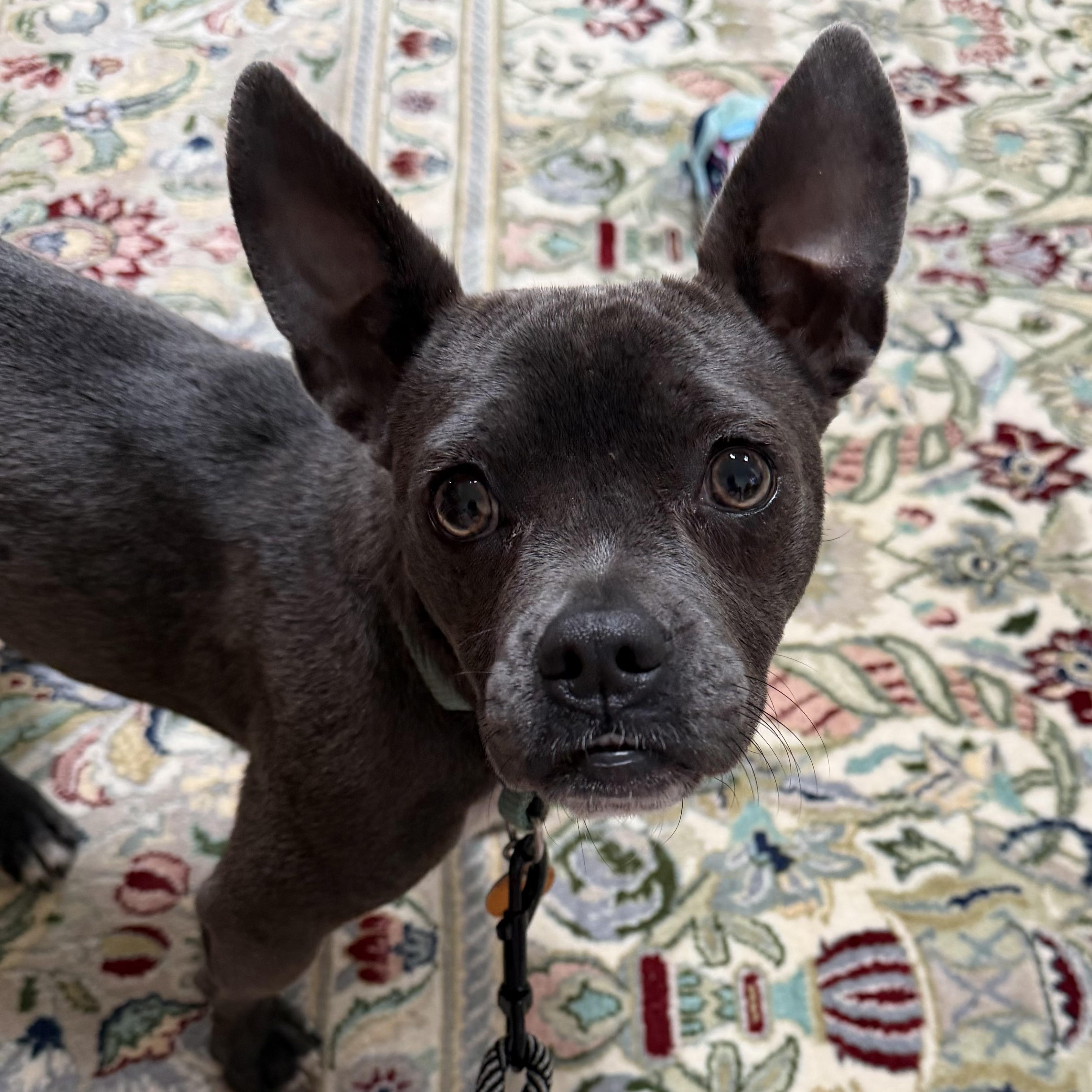Baby/Bella, ADOPTABLE, Adult Female French Bulldog & Chihuahua.