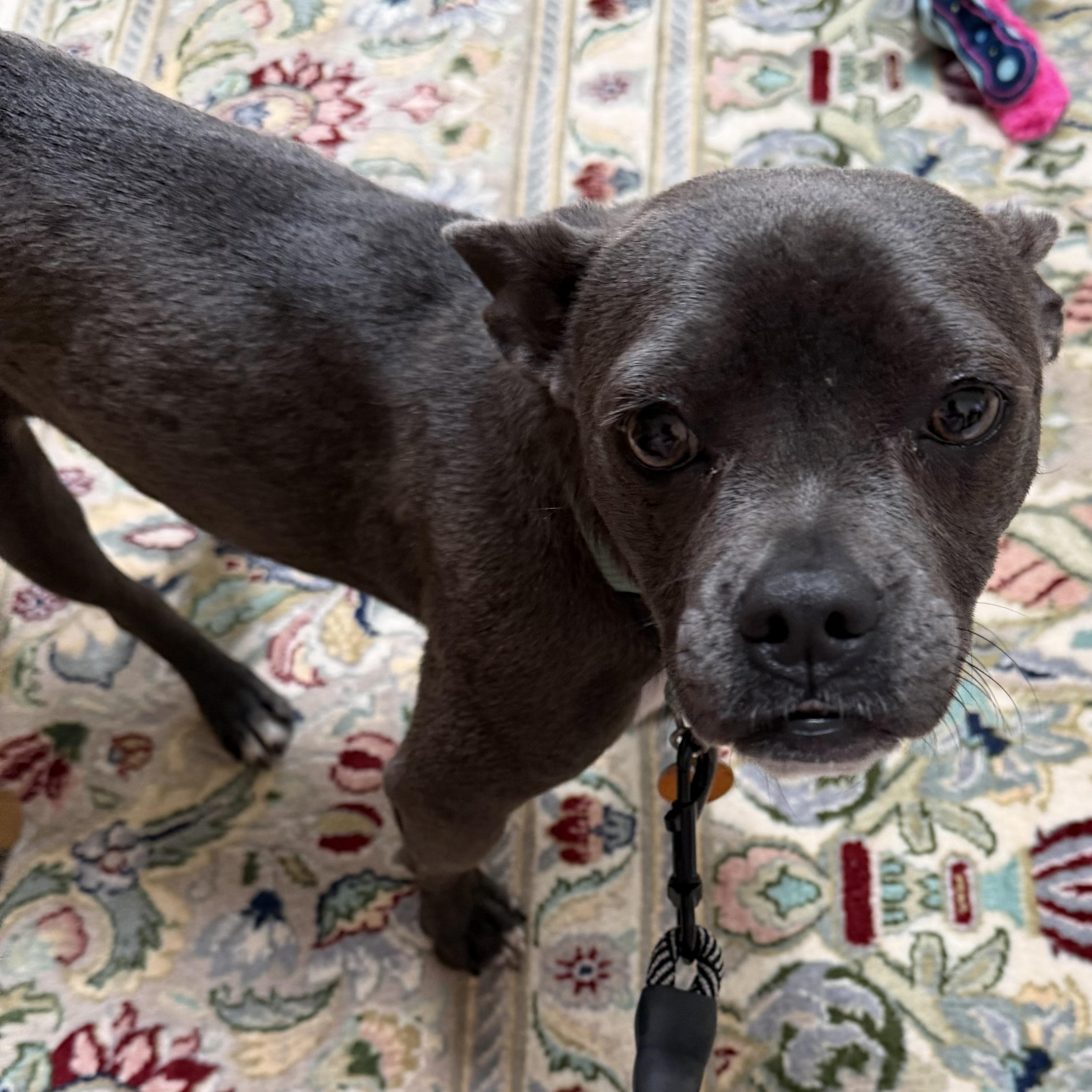 Baby/Bella, an adopted mixed breed in Chatham, NJ image 5/6