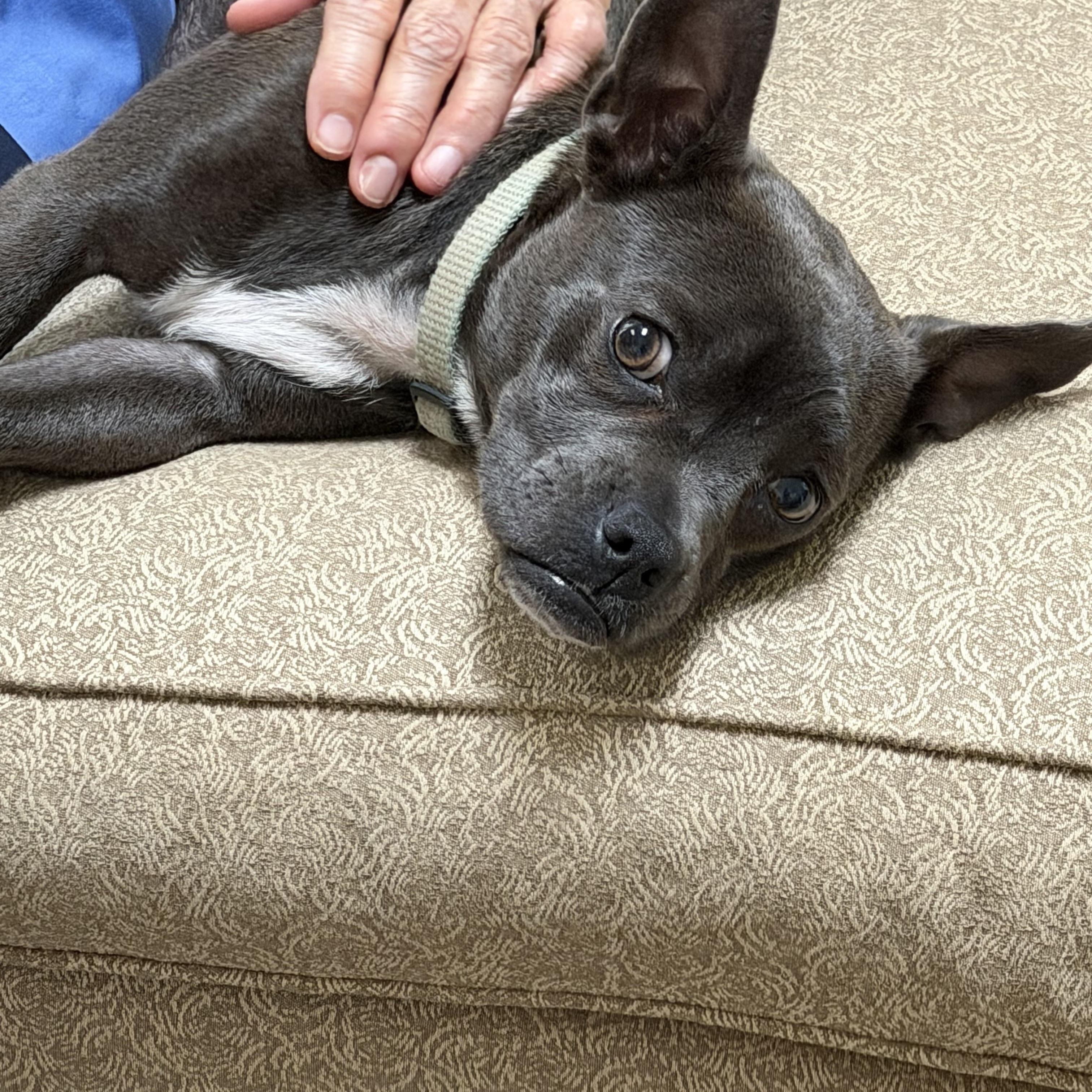 Baby/Bella, an adopted mixed breed in Chatham, NJ image 3/6