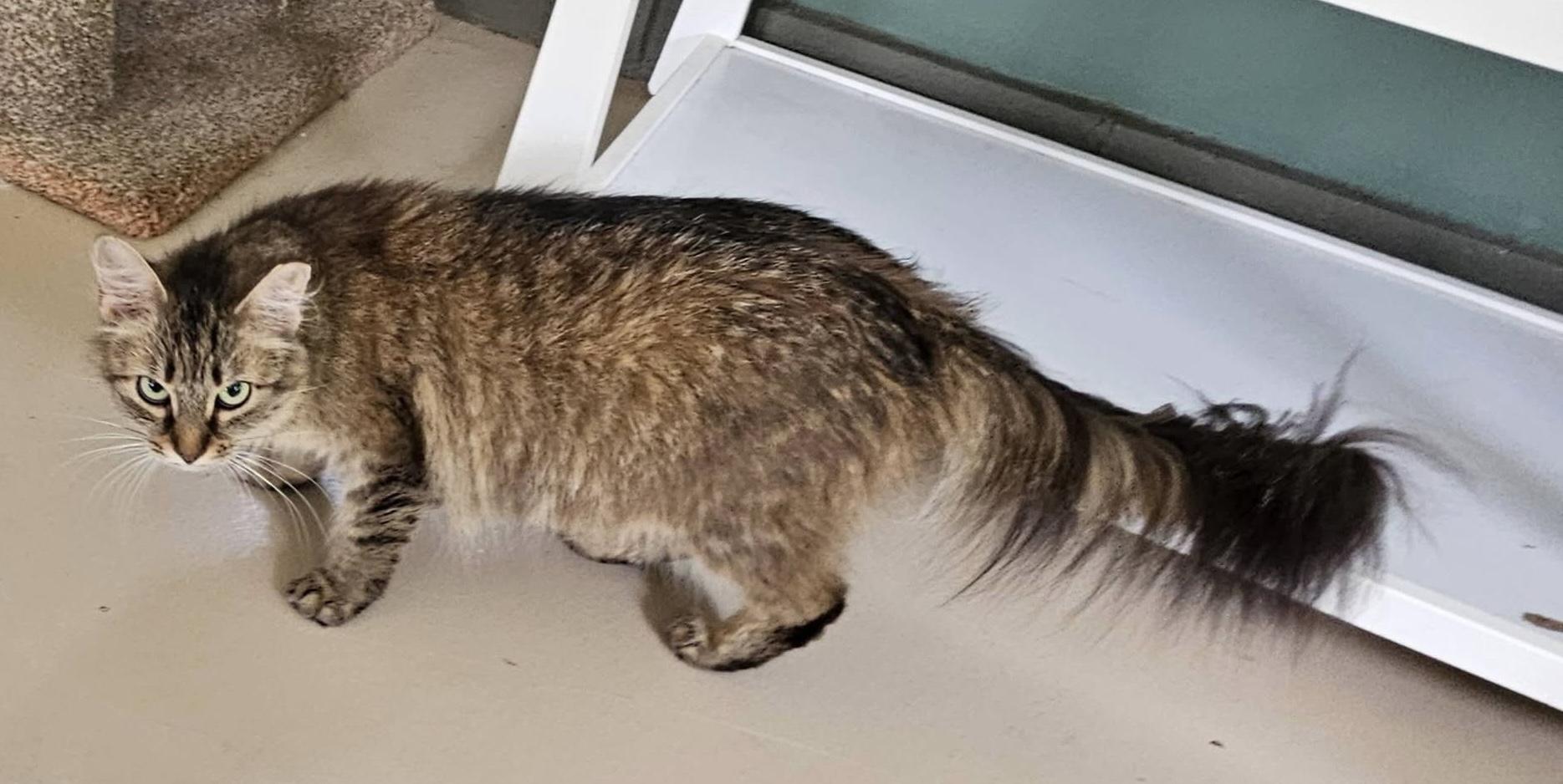 Bree, ADOPTABLE, Young Female Maine Coon & Domestic Medium Hair.