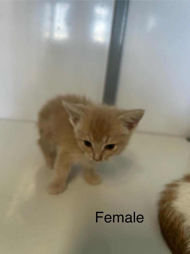Elphie, Adoptable, Kitten Female Domestic Short Hair.