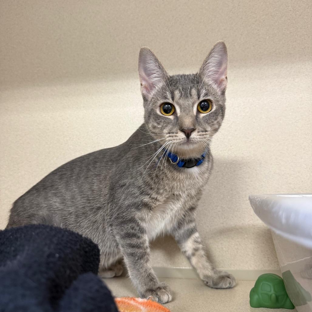 Echo, a Adoptable Domestic Short Hair in Great Falls, MT image 1/6