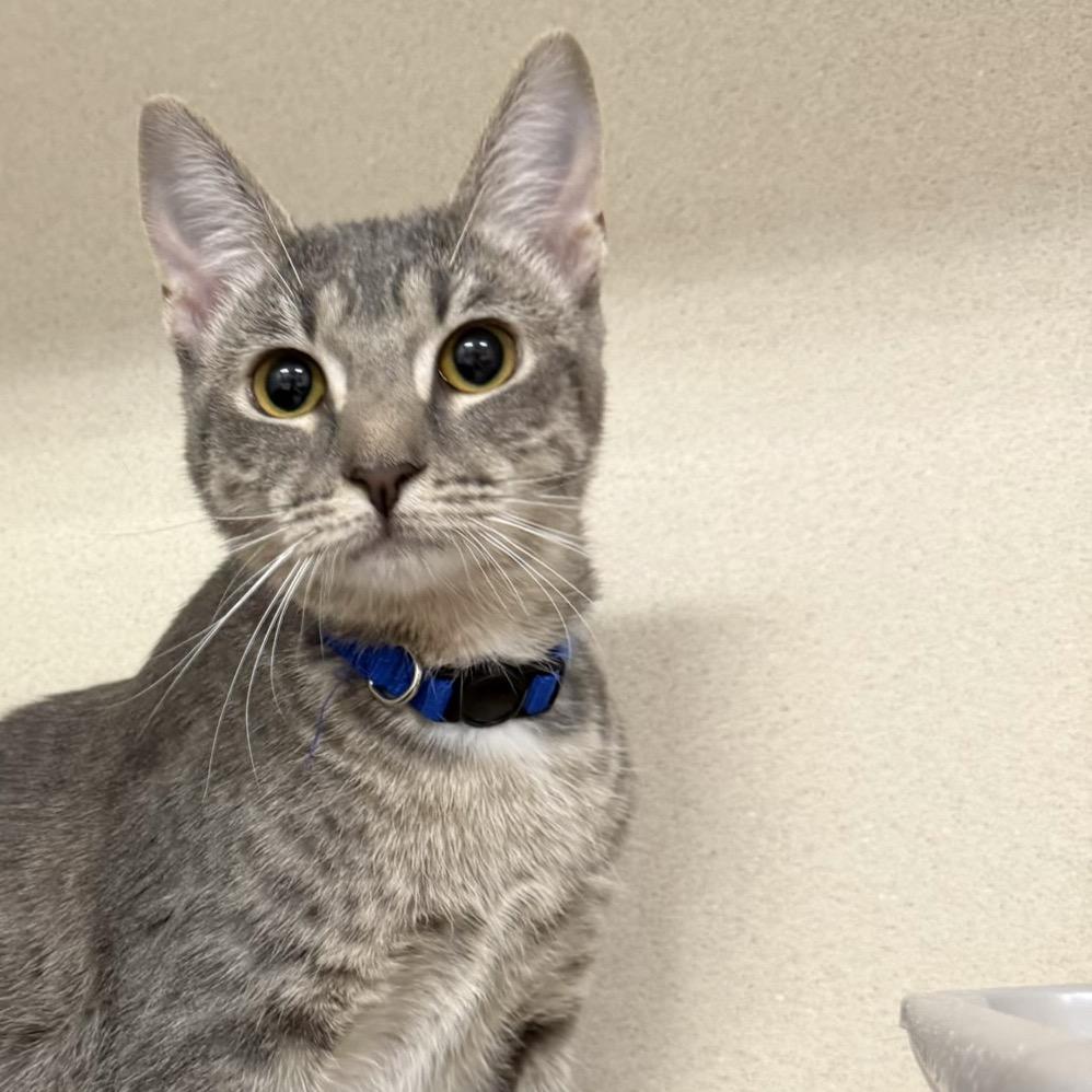 Echo, a Adoptable Domestic Short Hair in Great Falls, MT image 2/6