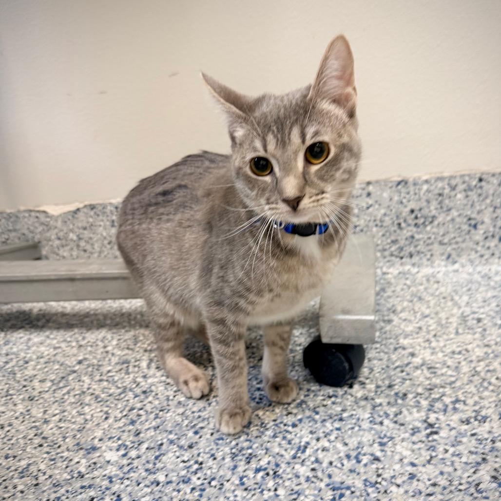 Echo, a Adoptable Domestic Short Hair in Great Falls, MT image 3/6