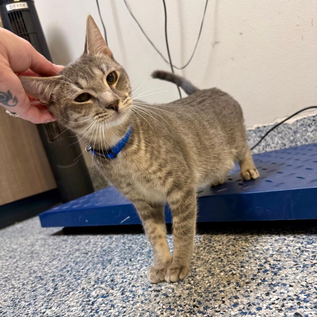 Echo, a Adoptable Domestic Short Hair in Great Falls, MT image 4/6