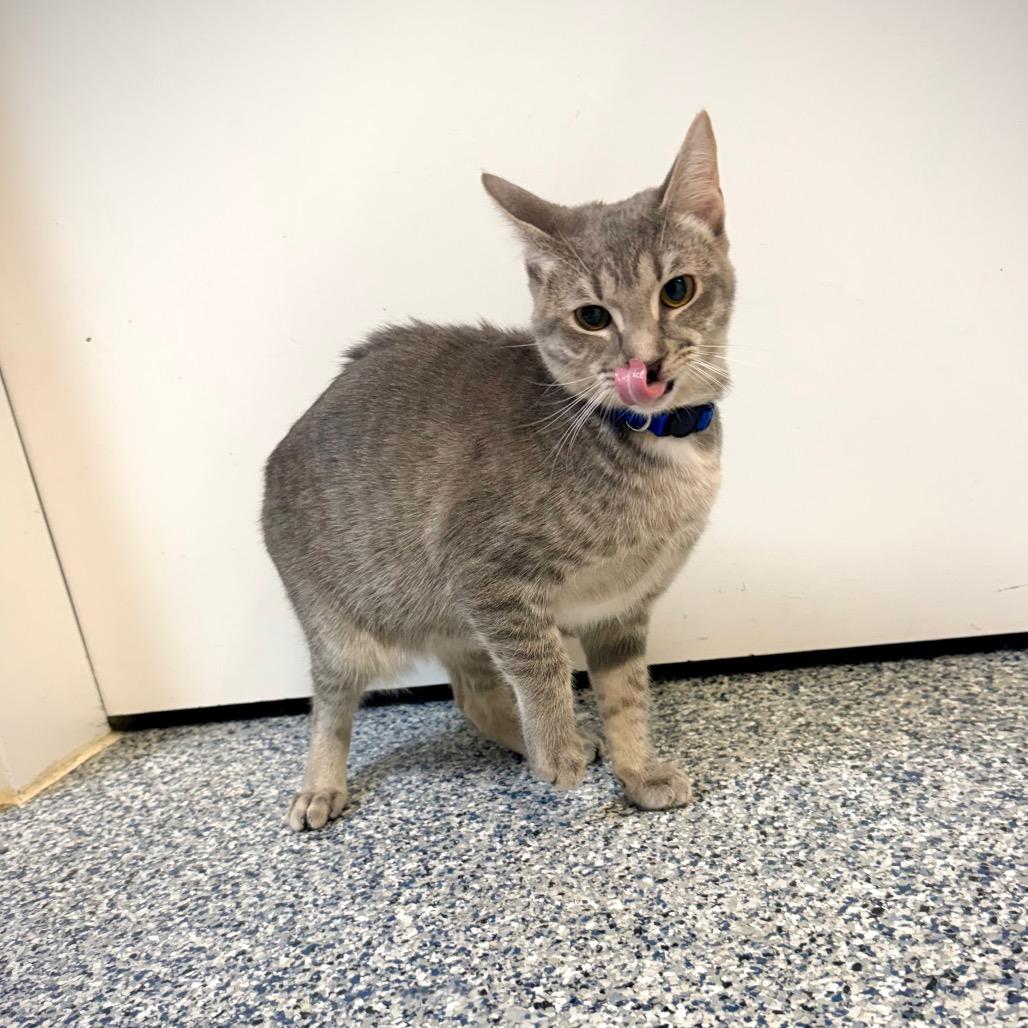 Echo, a Adoptable Domestic Short Hair in Great Falls, MT image 5/6