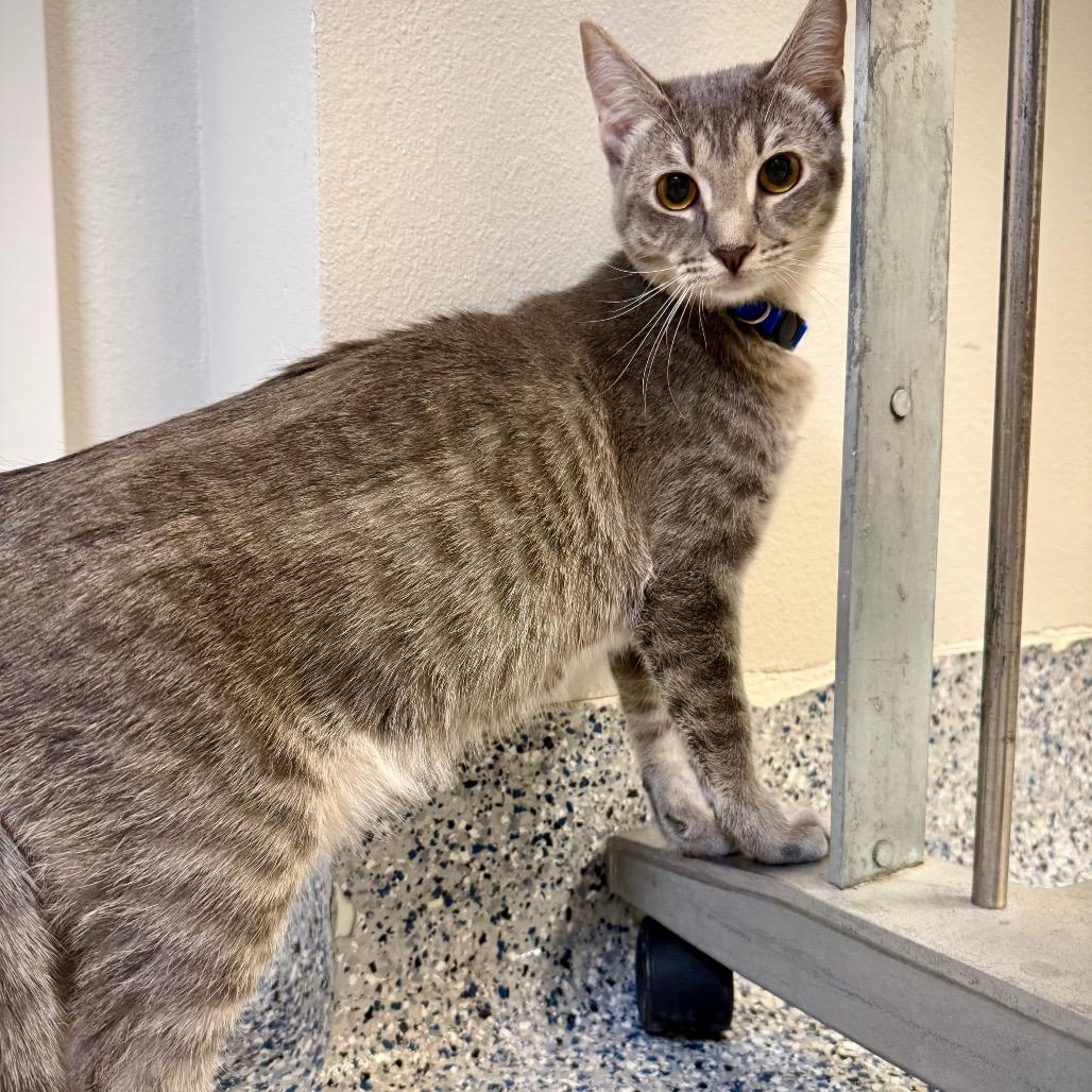 Echo, a Adoptable Domestic Short Hair in Great Falls, MT image 6/6