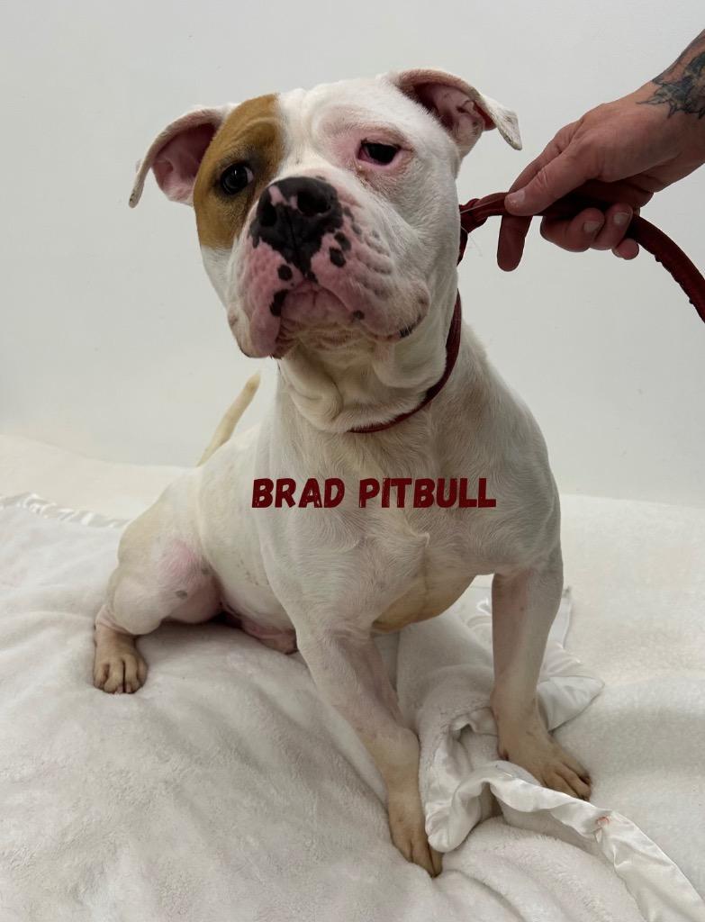 Enlarge Brad Pitbull, a Adoptable mixed breed in Jacksonville, IL image 1/1