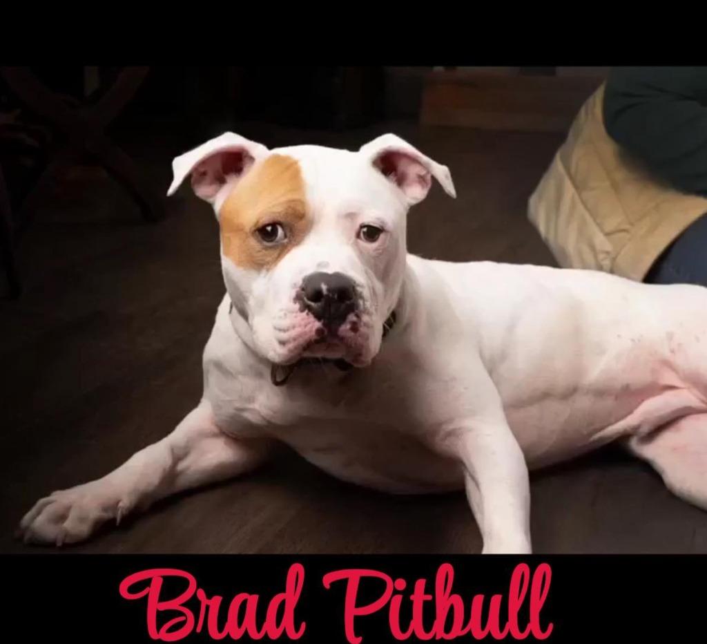Brad Pitbull, a Adoptable mixed breed in Jacksonville, IL image 2/2