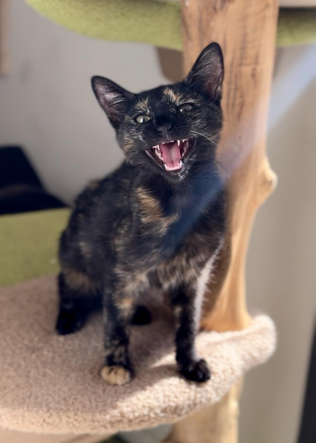 Ivy, a Adoptable Tortoiseshell in Garden Grove, CA image 1/6