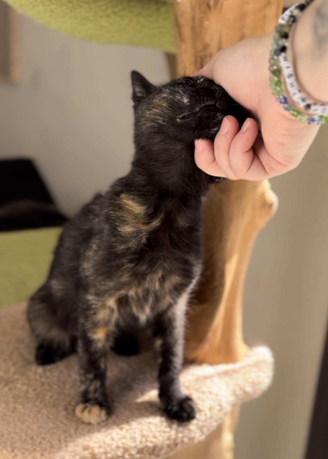 Ivy, a Adoptable Tortoiseshell in Garden Grove, CA image 2/6