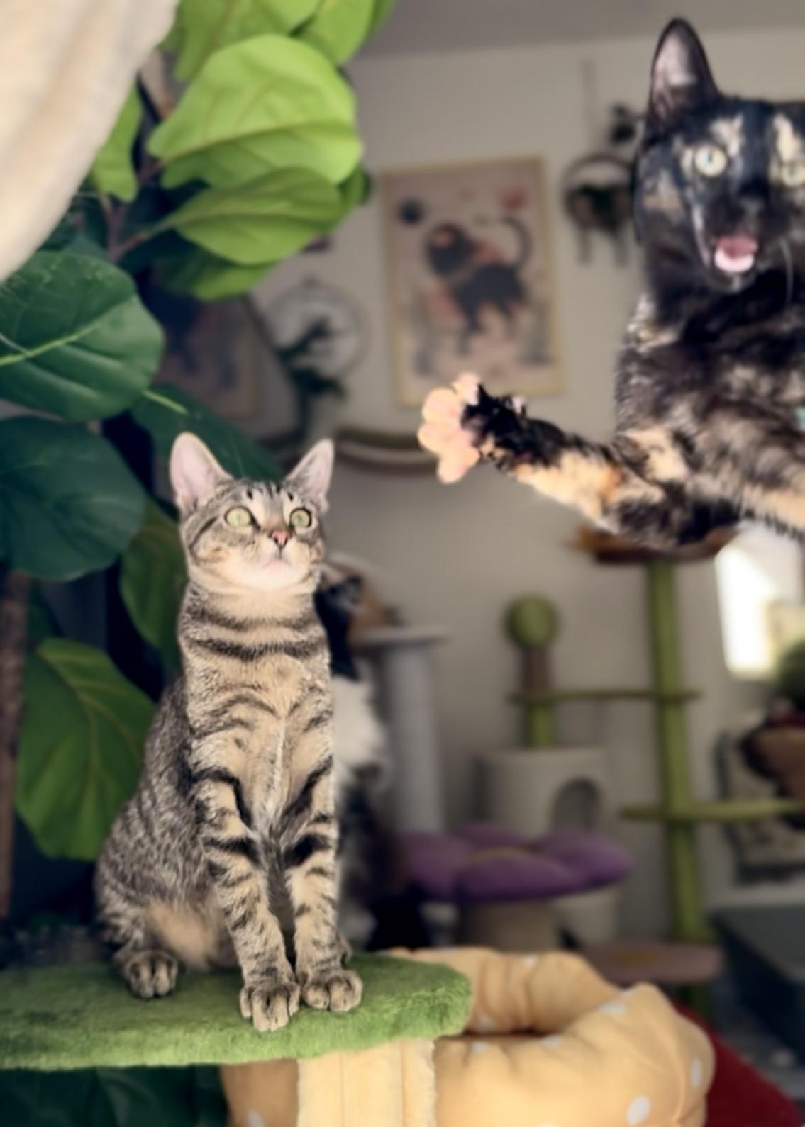 Ivy, a Adoptable Tortoiseshell in Garden Grove, CA image 4/6