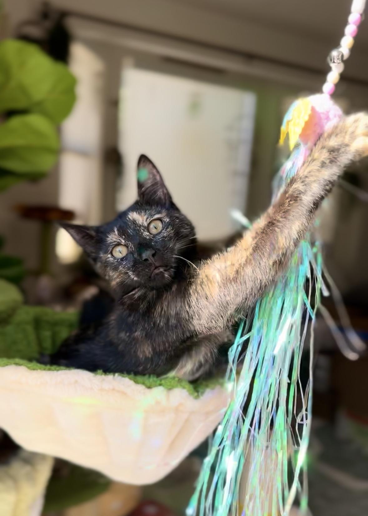 Ivy, a Adoptable Tortoiseshell in Garden Grove, CA image 6/6