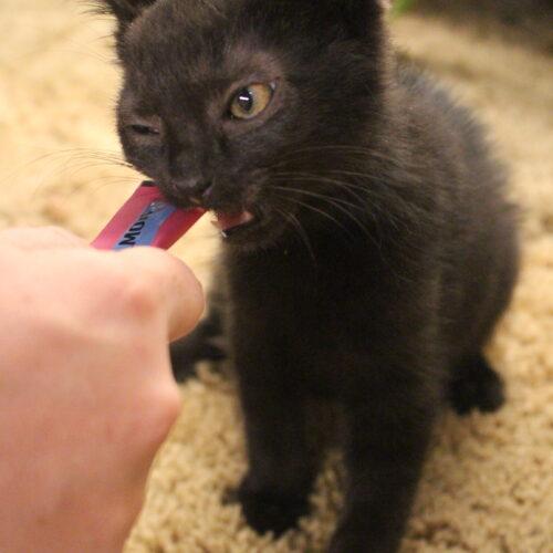 Brooklyn, Adoptable, Kitten Female Domestic Short Hair.