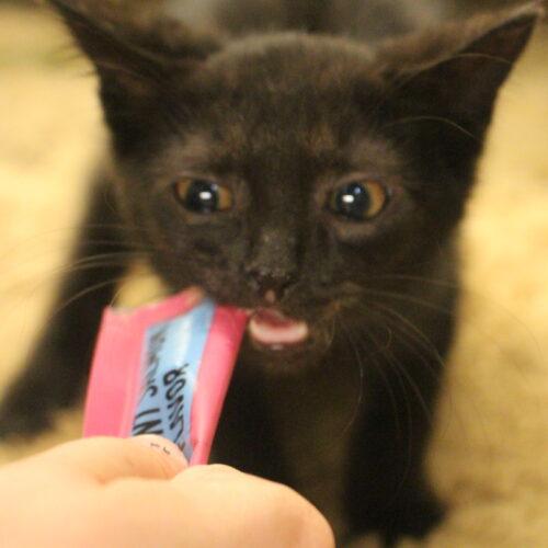 Brooklyn, a Adoptable Domestic Short Hair in Canal Winchester, OH image 2/5