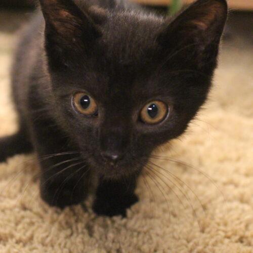 Brooklyn, a Adoptable Domestic Short Hair in Canal Winchester, OH image 3/5