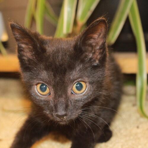 Brooklyn, a Adoptable Domestic Short Hair in Canal Winchester, OH image 4/5