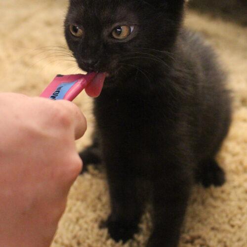 Brooklyn, a Adoptable Domestic Short Hair in Canal Winchester, OH image 5/5
