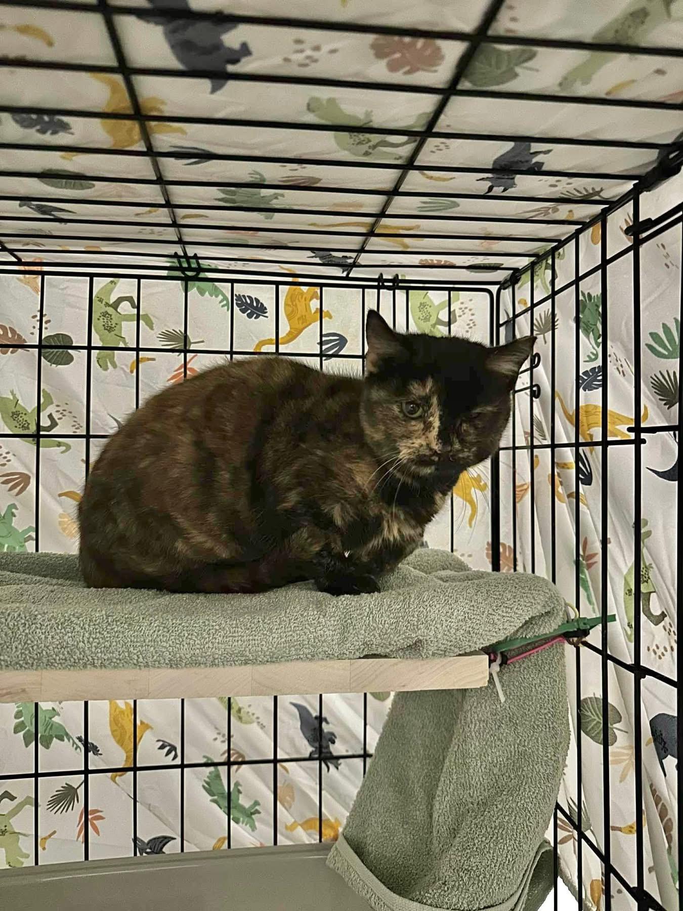 Enlarge Charlotte, a ADOPTABLE Domestic Short Hair in Reading, PA image 1/1