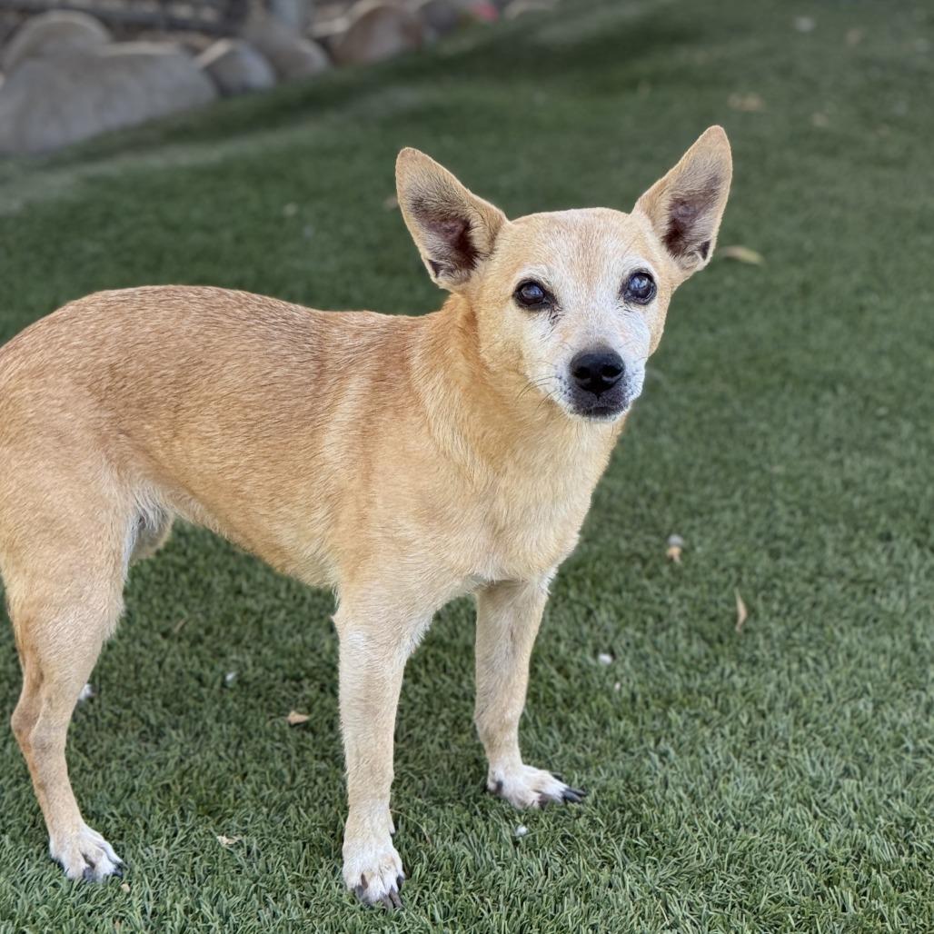 Enlarge Ginger, a Adoptable Chihuahua in Fresno, CA image 1/6